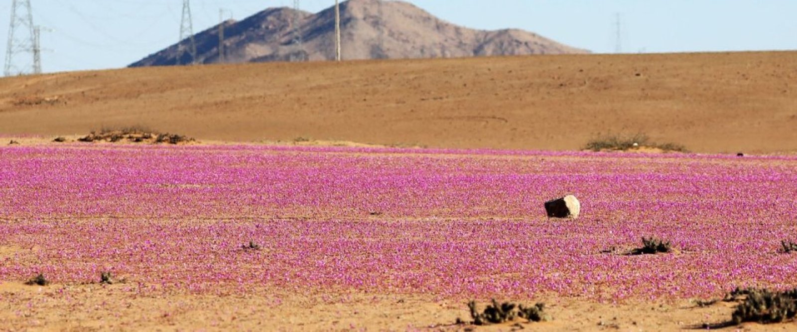 Centro Alemán de Investigación analizó hábitat microbiano del Desierto de Atacama