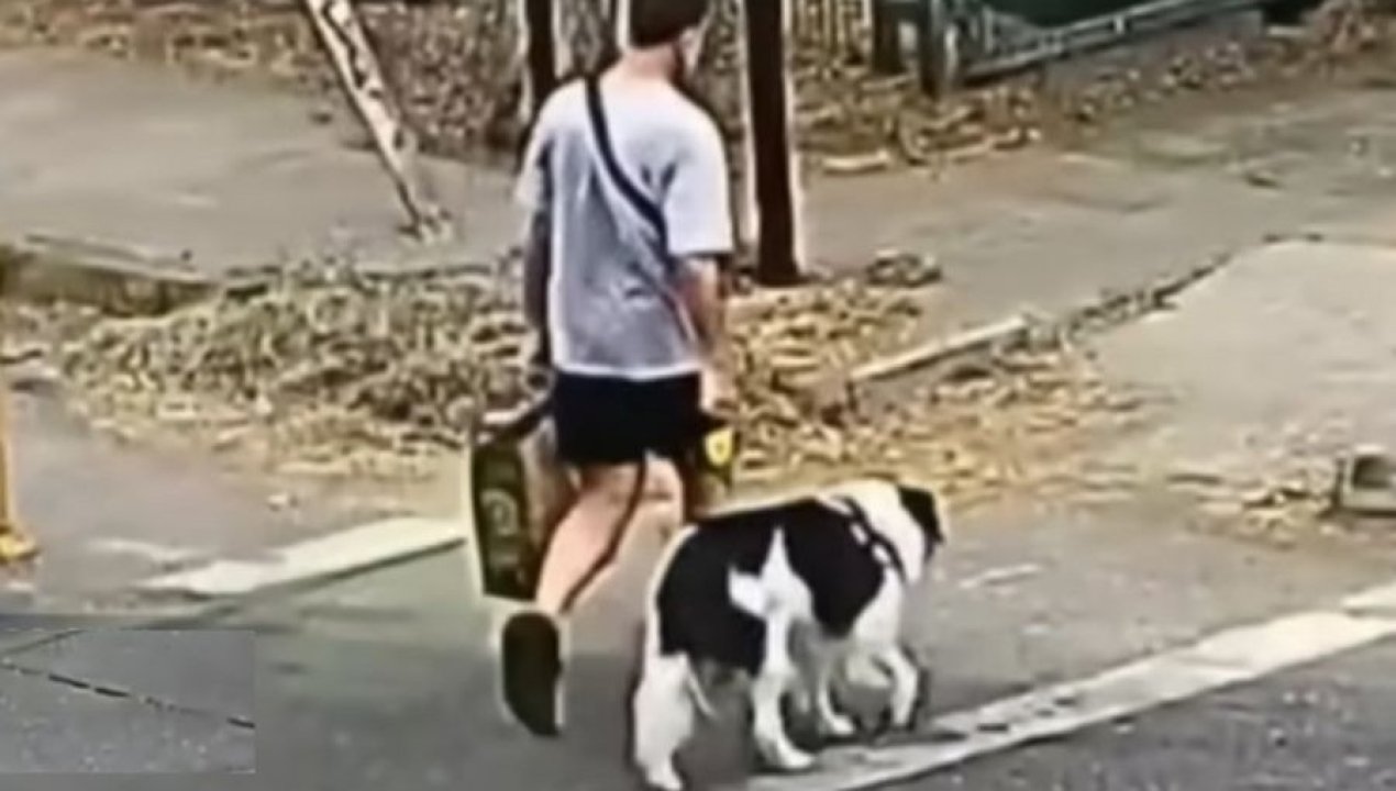 /actualidad/policial/homicidio/culpan-al-perro-abogado-da-inusual-explicacion-ante-triple-homicidio-en-la