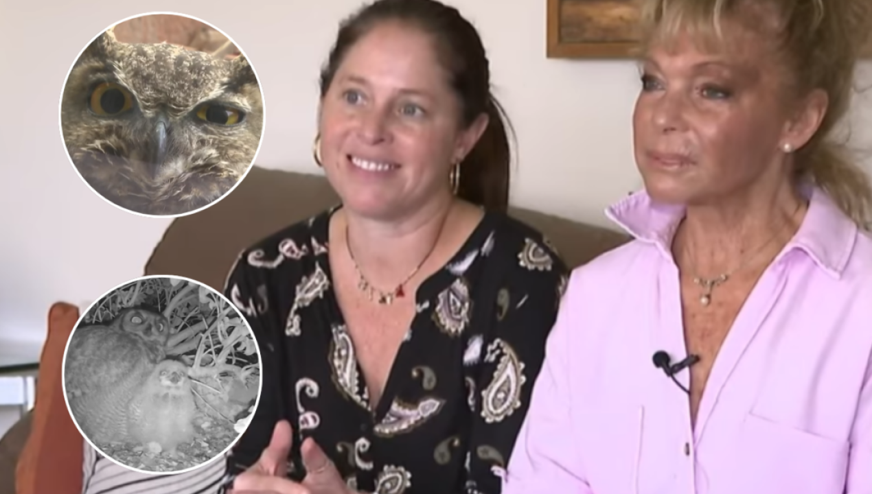 /tendencias/con-camara-24-7-asi-vive-una-familia-de-buhos-en-un-departamento-de