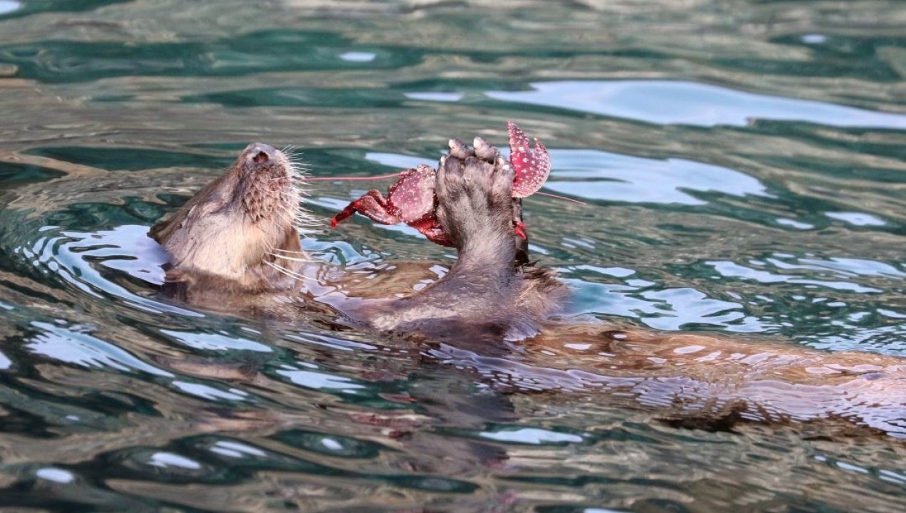 /actualidad/medio-ambiente/animales/gobierno-oficializa-plan-para-proteger-al-huillin-en-peligro-de-extincion