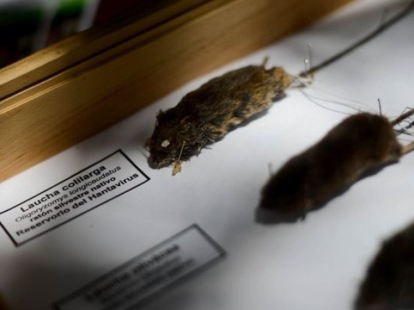 Un menor de 12 años muere por Hantavirus en Alto Biobío