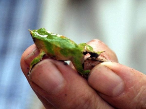 Aumenta población de ranita de Darwin en Pumalín y alertan amenazas en Chiloé