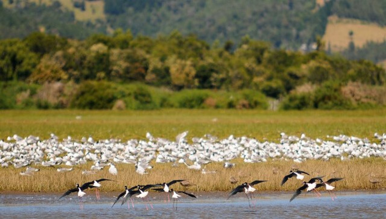 /regionales/region-de-valparaiso/sag-confirma-influenza-aviar-en-aves-silvestres-en-humedal-el-yali