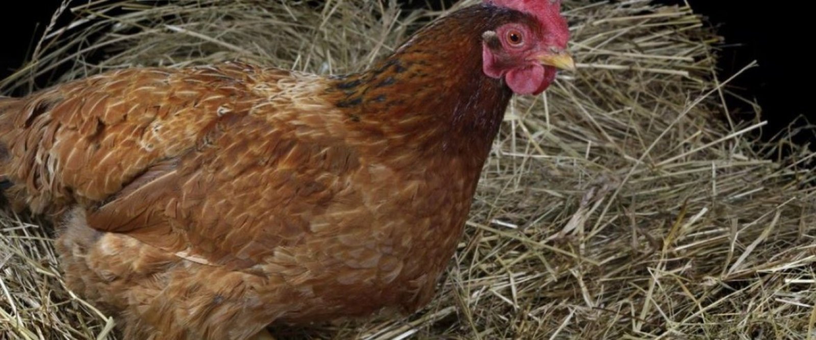 Alerta sanitaria: se detectaron nueve casos de gripe aviar en diferentes regiones del país