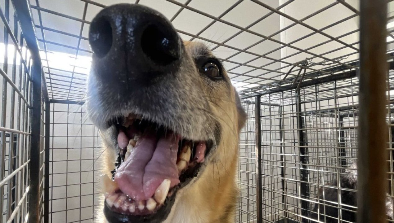 /tendencias/animales/tu-perro-sabe-que-sonries-los-efectos-que-produce-en-los-perros-una-simple