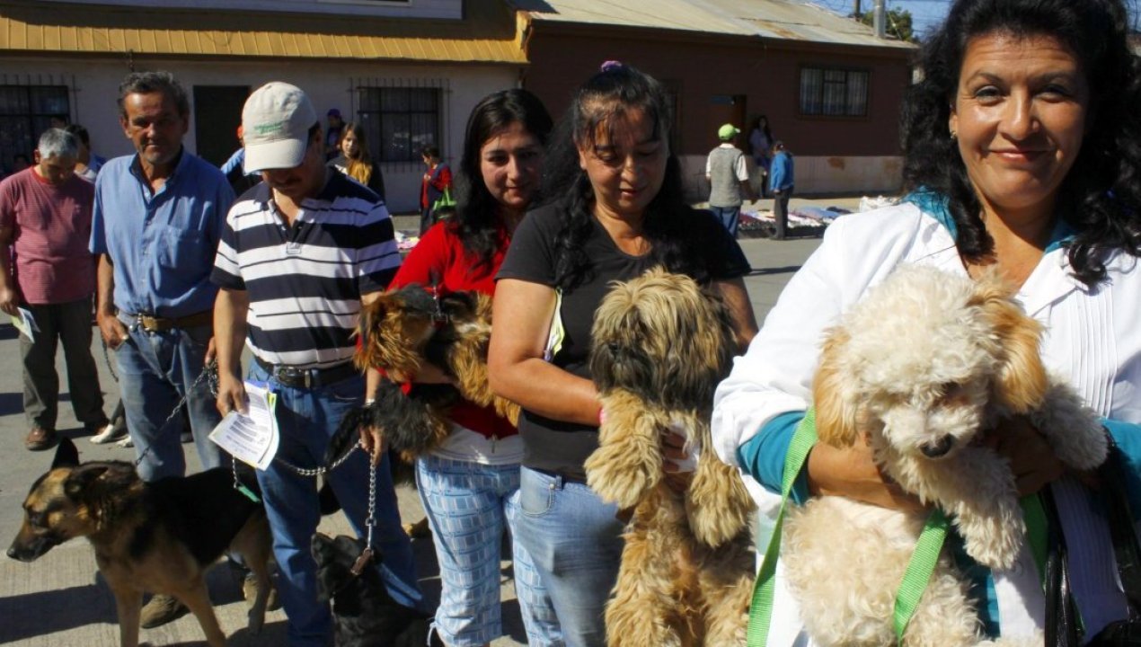 /actualidad/animales/tenencia-responsable/para-perros-y-gatos-minsal-realiza-jornadas-de-vacunacion-contra-la-rabia