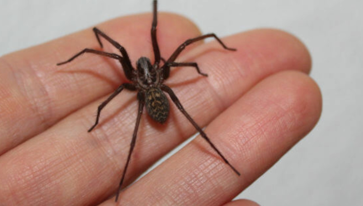 /arana-de-rincon-salud-pide-extremar-precauciones-para-evitar-mordeduras