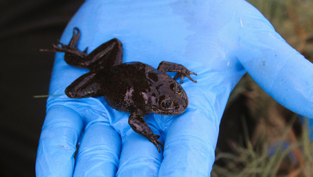 /la-ranita-del-loa-simbolo-de-la-crisis-ambiental-de-la-region-de